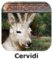 Cervidi